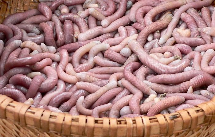 Bí ẩn của sá sùng sông Gianh ở Quảng Bình, một loại đặc sản kỳ dị và đắt đỏ 2