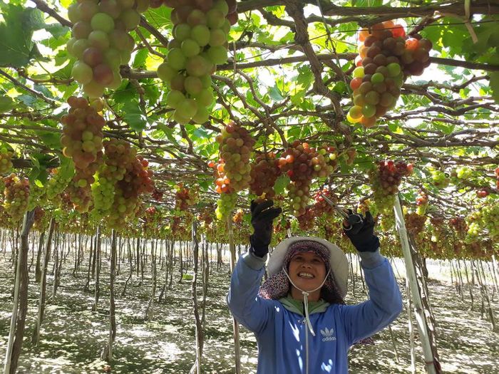 Khám phá lễ hội nho và rượu vang Ninh Thuận phồn thịnh, huyền diệu 3