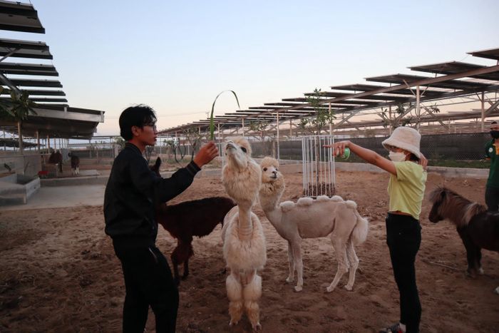 Một ngày khám phá Zoodoo Phan Rang, vườn thú đầy thú vị tại Ninh Thuận