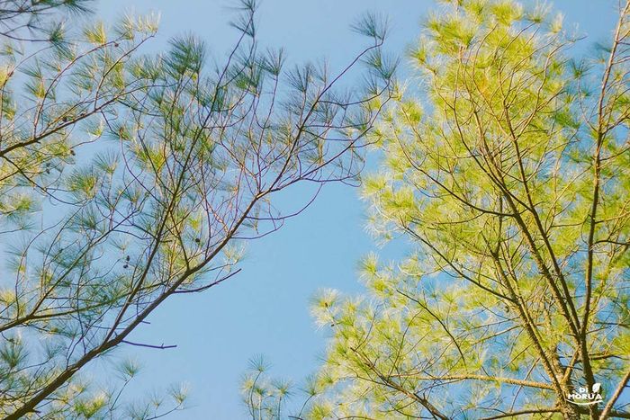 Một Đà Lạt mới ở Quảng Bình vừa được tiết lộ, bạn đã biết chưa?