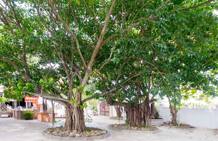 Tới Chùa Quan Âm Tự Quảng Bình nghe kể truyền thuyết linh thiêng 6