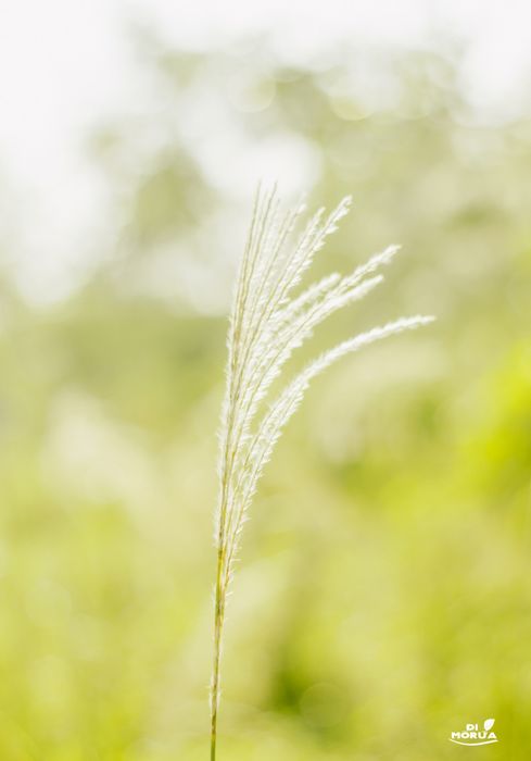 Một Đà Lạt mới ở Quảng Bình đã được tiết lộ, bạn đã biết chưa?