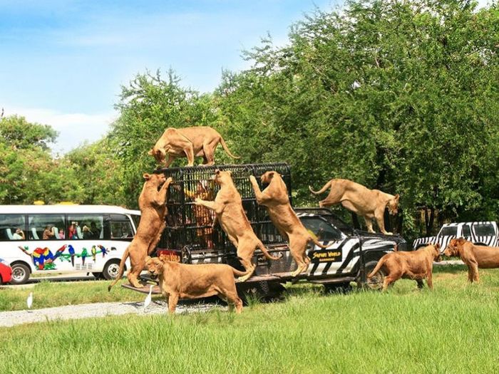 Safari Quy Nhơn, điểm đến sở thú ngoài trời hấp dẫn với hàng ngàn loài động vật dễ thương