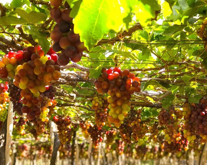 Gợi ý Lịch trình du lịch Ninh Thuận 3N2Đ cho những người mới khám phá lần đầu