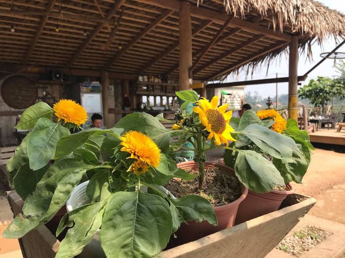 East Hill Phong Nha Quảng Bình, nơi chỉ có bạn và thiên nhiên yên bình 15