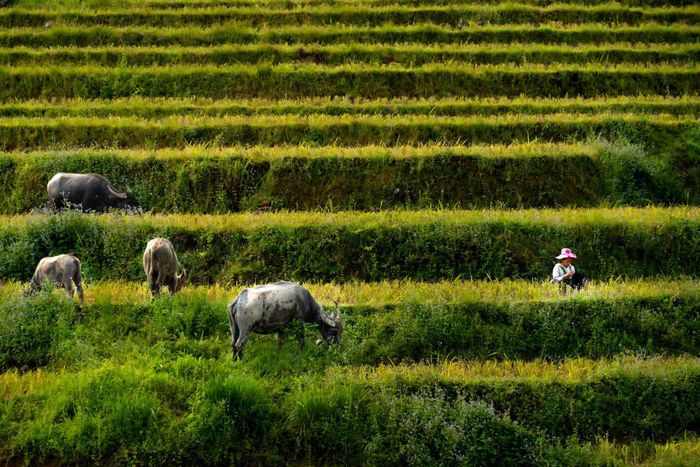 Khám phá Chợ phiên Y Tý và nhận diện sự đa dạng về màu sắc trên vùng cao 3