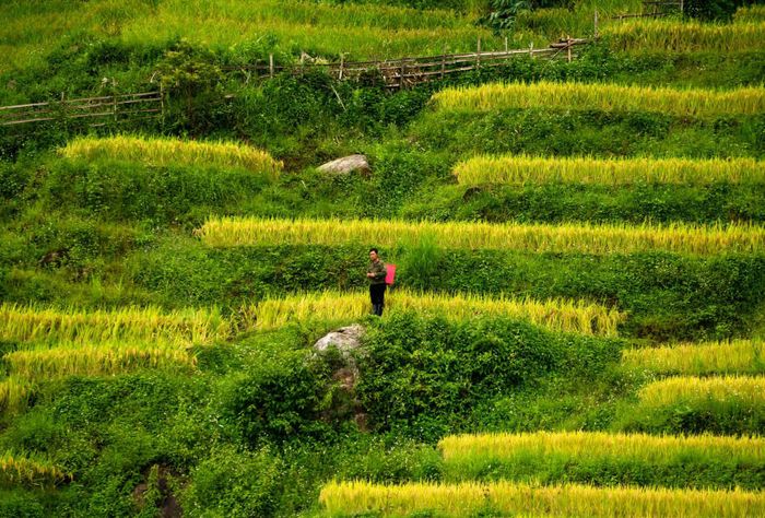 Khám phá vẻ đẹp của Chợ phiên Y Tý trong vùng cao