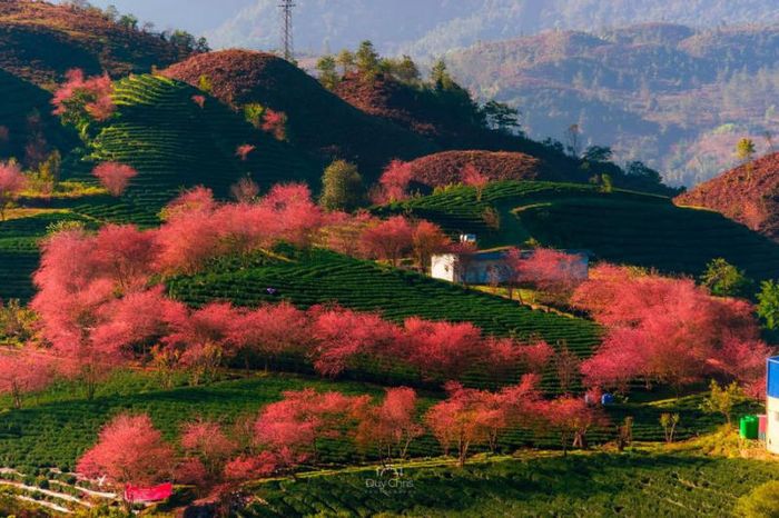 Đồi chè Ô Long khi hoa anh đào nở rộ tạo nên cảnh sắc rực rỡ 2
