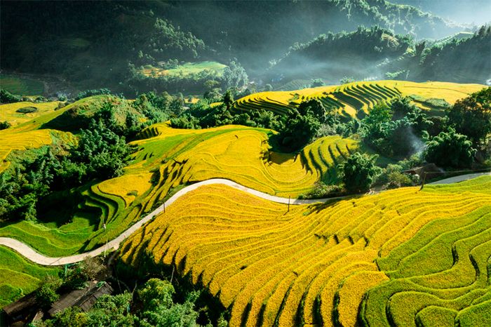 Vẻ đẹp tuyệt vời của mùa vàng Sapa như trên bức tranh