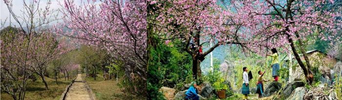 Núi Hàm Rồng Sapa - Đỉnh núi hình đầu rồng nổi tiếng của thành phố mờ sương