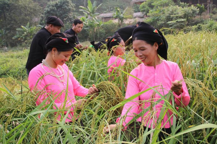 Hội cốm của người Tày - Hiện thân sự tỉ mỉ và đời sống tinh thần phong phú của người dân tộc vùng Tây Bắc 5