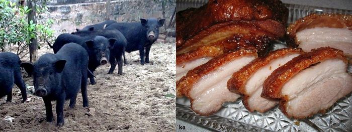 Thịt lợn cắp nách - Loại thịt rừng được các đầu bếp đam mê ẩm thực săn lùng 3