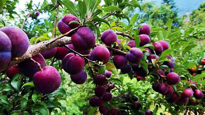 Mận Sapa, đào rọ - Hương vị tuyệt vời từ núi rừng Tây Bắc 3