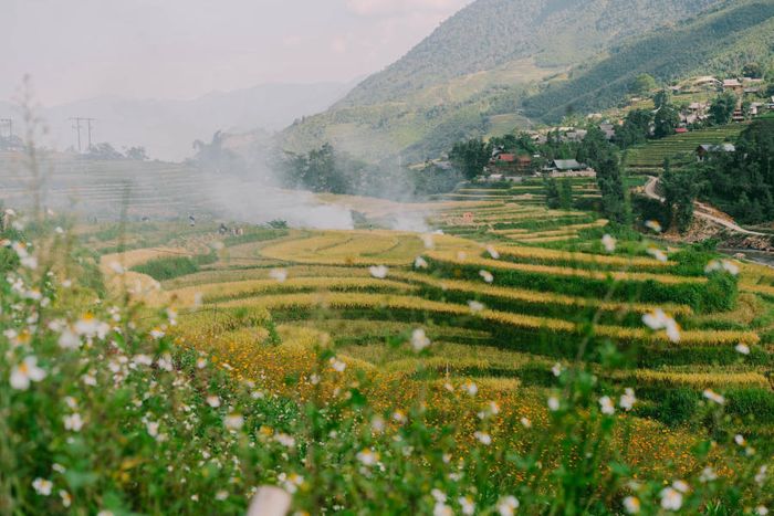 Bức tranh mùa vàng trên Bản Tả Van mang lại cảm giác dịu dàng trong ánh nhìn của du khách khắp nơi 7