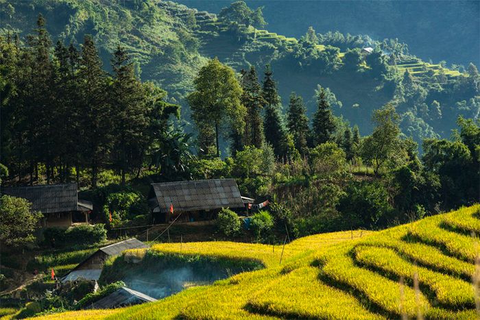 Vẻ đẹp huyền diệu của mùa vàng Sapa như tranh vẽ