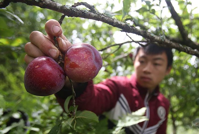 Mận Sapa, đào rọ - Đặc sản thơm ngon từ núi rừng Tây Bắc 8