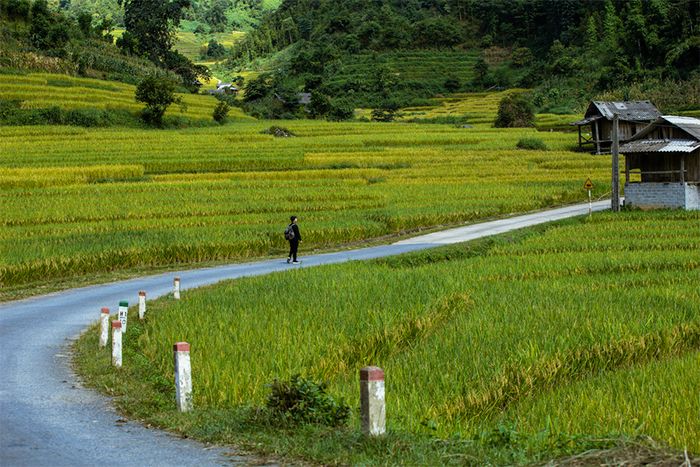 Vẻ đẹp huyền diệu của mùa vàng Sapa như trong tranh vẽ