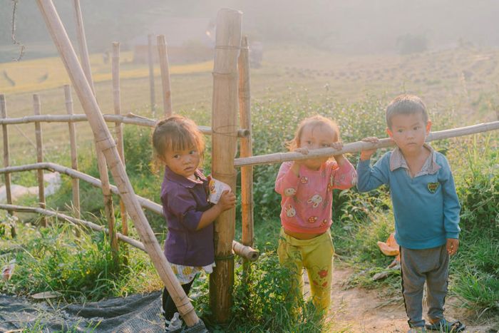 Bức tranh mùa vàng trên Bản Tả Van mang lại cảm giác dịu dàng trong lòng du khách khắp nơi 5