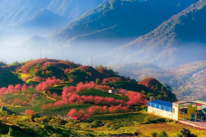 Đồi chè Ô Long khi hoa anh đào nở rộ tạo nên cảnh sắc rực rỡ 5