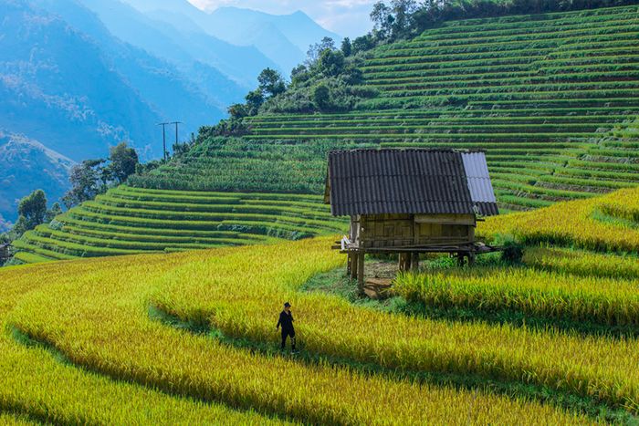 Vẻ đẹp lộng lẫy của mùa vàng Sapa giống như bước ra từ một bức tranh