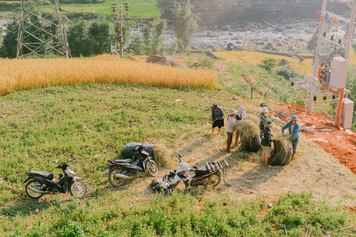 Khung cảnh vàng rực trên Bản Tả Van tạo nên một bức tranh dịu dàng trong ánh nhìn của du khách muôn phương 3