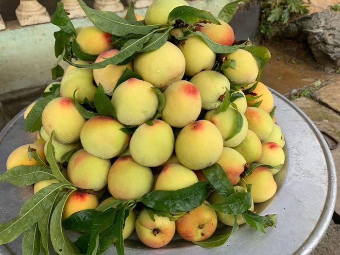 Mận Sapa, đào rọ - Hương vị độc đáo từ núi rừng Tây Bắc 7