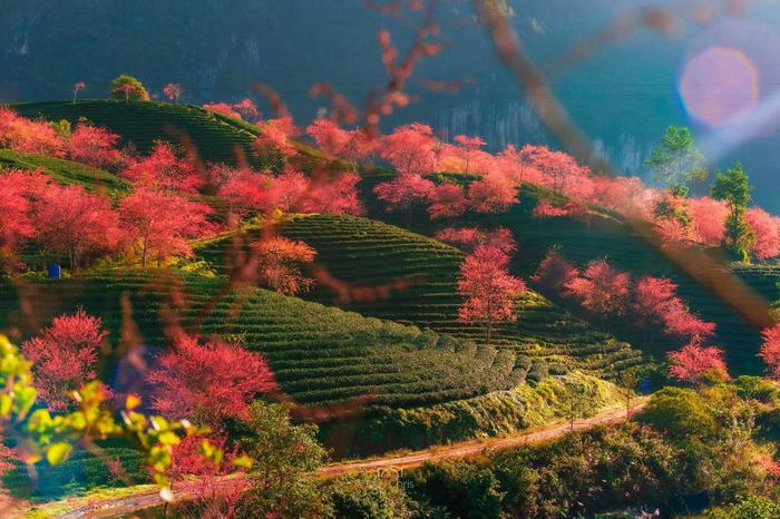 Đồi chè Ô Long khi hoa anh đào nở rộ tạo nên cảnh sắc rực rỡ 4