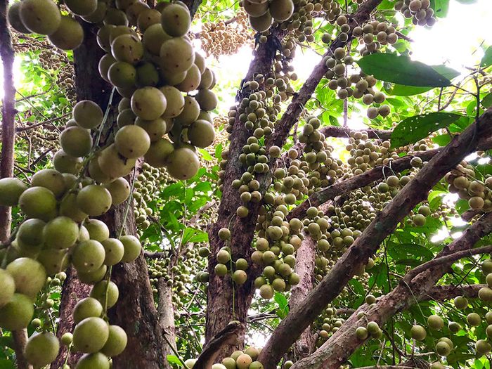 Danh sách các vườn trái cây Tây Ninh nổi tiếng dành cho những ai đam mê du lịch tự túc 4