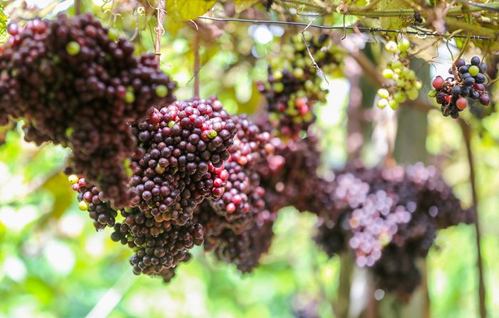 Thăm vườn nho rừng Tây Ninh và ngắm nhìn loại quả dại danh tiếng 3