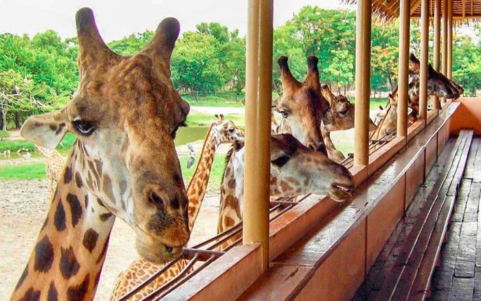 Trải nghiệm Safari World Bangkok để thưởng lãm cảm giác hoang dã 11