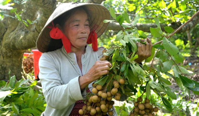 Thưởng thức hương vị đặc biệt của Nhãn Nhị Quý, khiến bạn không muốn rời đi