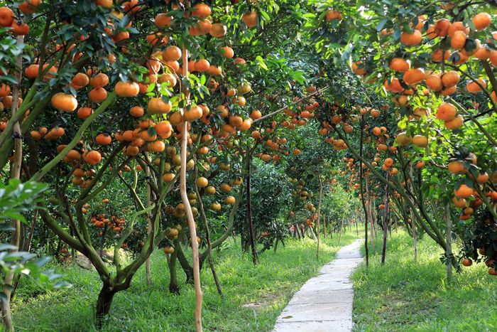 Hãy Ghé Thăm Vườn Trái Cây Vĩnh Kim để Tận Hưởng Mùa Hè Sảng Khoái 2