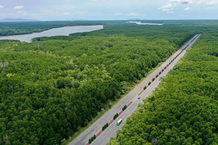 Rừng Sác Cần Giờ, điểm đến xanh và có giá trị lịch sử 3