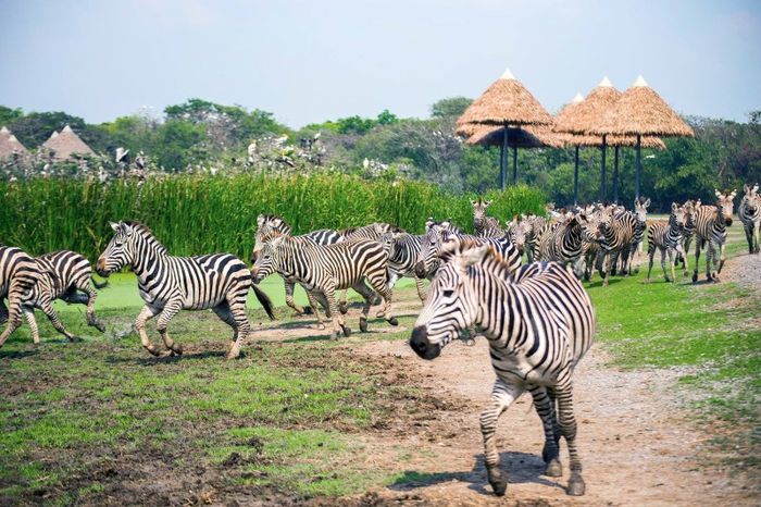 Trải nghiệm Safari World Bangkok để thưởng lãm cảm giác hoang dã 6