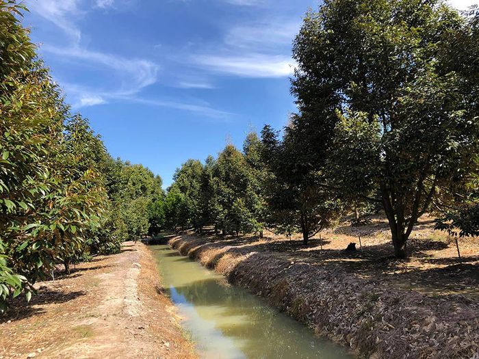 Danh sách các vườn trái cây Tây Ninh nổi tiếng dành cho những ai đam mê du lịch tự túc 3