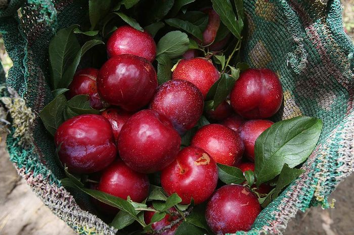 Thưởng thức đặc sản Mận Trung Lương miền Tây sông nước 4