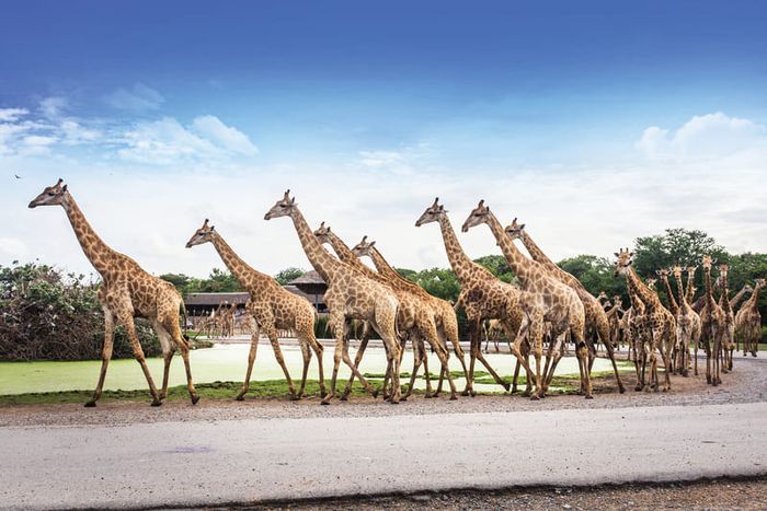 Trải nghiệm Safari World Bangkok để thưởng lãm cảm giác hoang dã 10