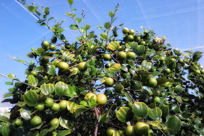 Danh sách các vườn trái cây Tây Ninh phổ biến cho những ai đam mê du lịch tự túc 7