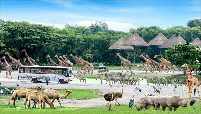 Trải nghiệm Safari World Bangkok để thưởng lãm cảm giác hoang dã 4