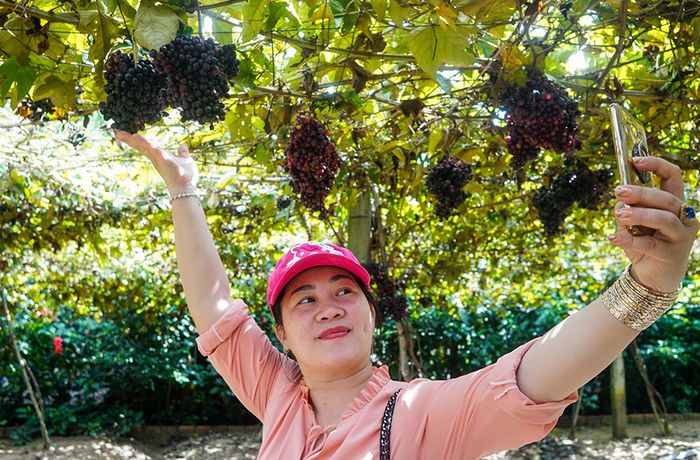 Khám phá vườn nho rừng Tây Ninh để thưởng ngoạn loại quả dại danh tiếng