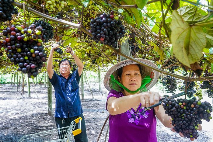 Khám phá vườn nho rừng Tây Ninh để thưởng ngoạn loại quả dại danh tiếng