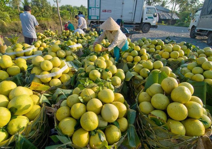 Hãy Ghé Thăm Vườn Trái Cây Vĩnh Kim để Tận Hưởng Mùa Hè Sảng Khoái 5