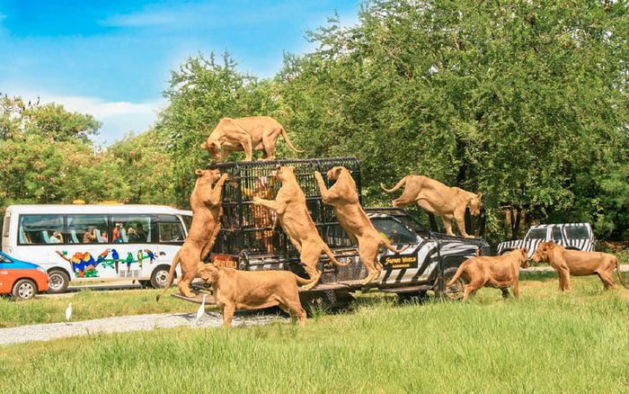 Trải nghiệm Safari World Bangkok để thưởng lãm cảm giác hoang dã 3