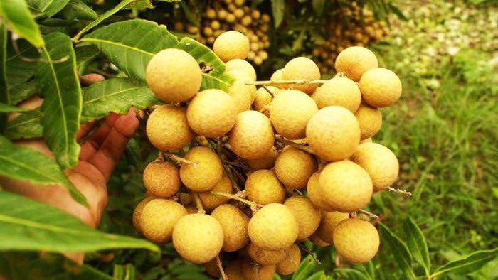 Danh sách 7 món đặc sản Tiền Giang không thể bỏ qua (Phần 3)