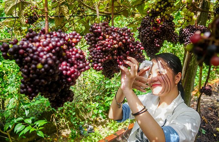 Thăm vườn nho rừng Tây Ninh để ngắm nhìn loại quả dại nổi tiếng