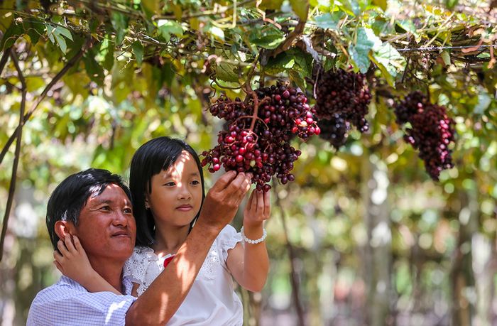 Đến vườn nho rừng Tây Ninh để ngắm nhìn loại quả dại nổi tiếng