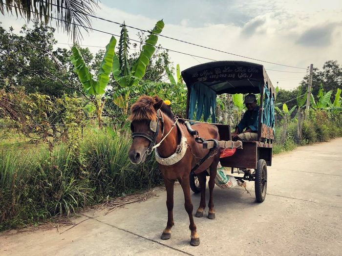 Khám phá những điều thú vị tại Khu du lịch Cù lao Thới Sơn, Cồn Lân Tiền Giang