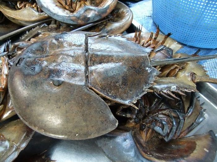 10 Món đặc sản Mỹ Tho khiến bao thực khách gần xa phải say mê 11