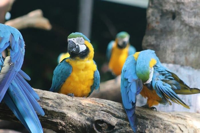 Trải nghiệm Safari World Bangkok để thưởng lãm cảm giác hoang dã 5