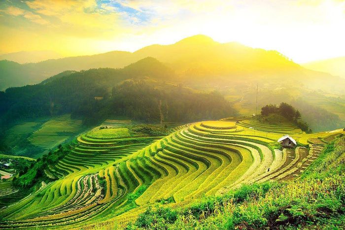 Bí quyết săn lúa ở Sapa khi mùa lúa chín vàng rực 3